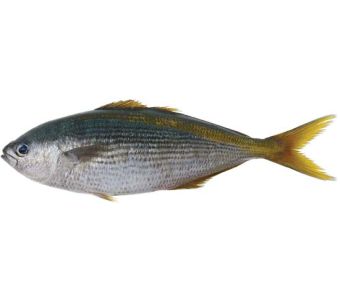 Butter Fish 2kg