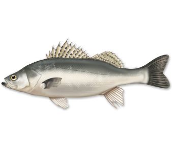 Dangri/ Asian Seabass / Barramundi 2kg