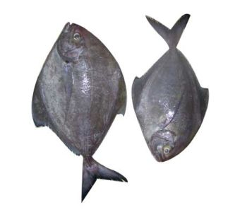 Fresh Black Paplet Fish Large - 2 kg