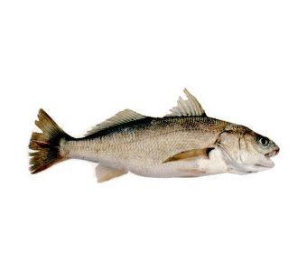 Dhotar-craoker fish 2kg