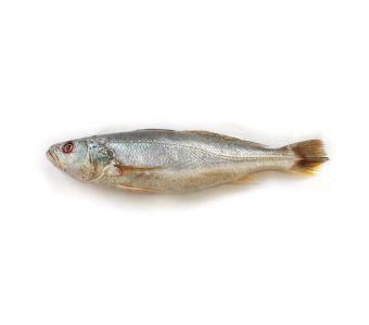 Croaker/ Mushka Fish 2kg
