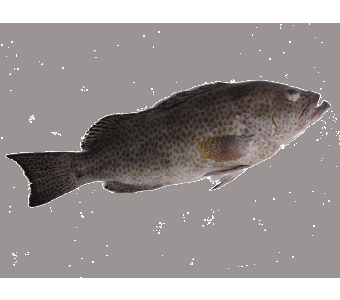 Hamour Fish 2kg