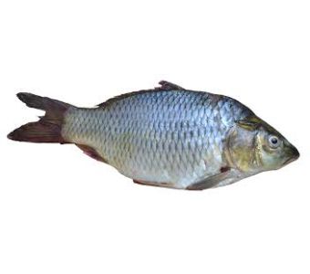 Sonab / Dart fish 2kg
