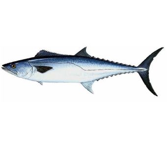 Surmai / Black Surmai Original 2kg