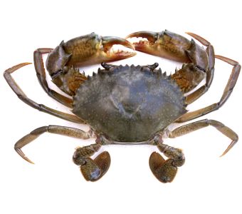 Kekra / Mud Crab Alive 1kg