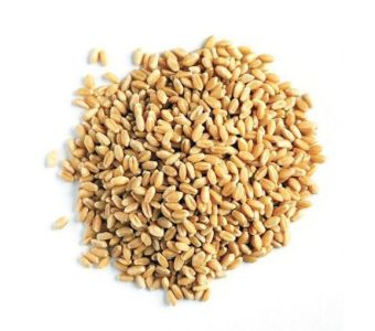 Gandum 500gm