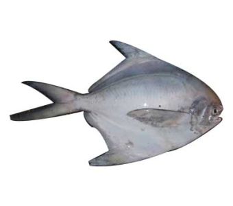 Paplet Fish Small 2kg