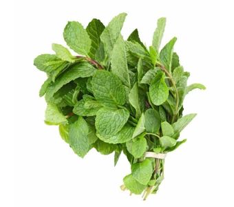 Fresh Mint / Pudina 1 Bunch
