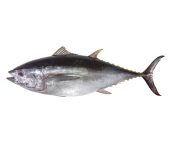 Ramus Fish 2kg