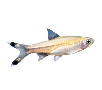 Rasbora /  Dandiya  Fish 2kg