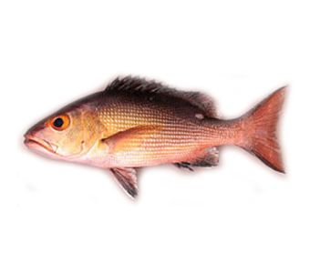 Red Sniper Heera Fish 2kg