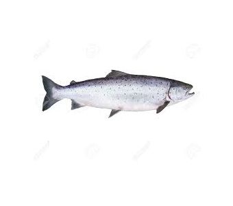 Salmon Fish White 2kg