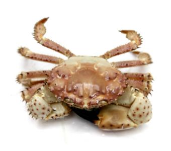 Samandari Kekra / Sea Crab 1kg