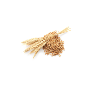 Wheat (gandum) 1kg