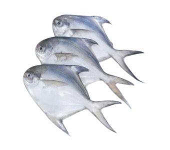 White Pomfret Paplet 2kg