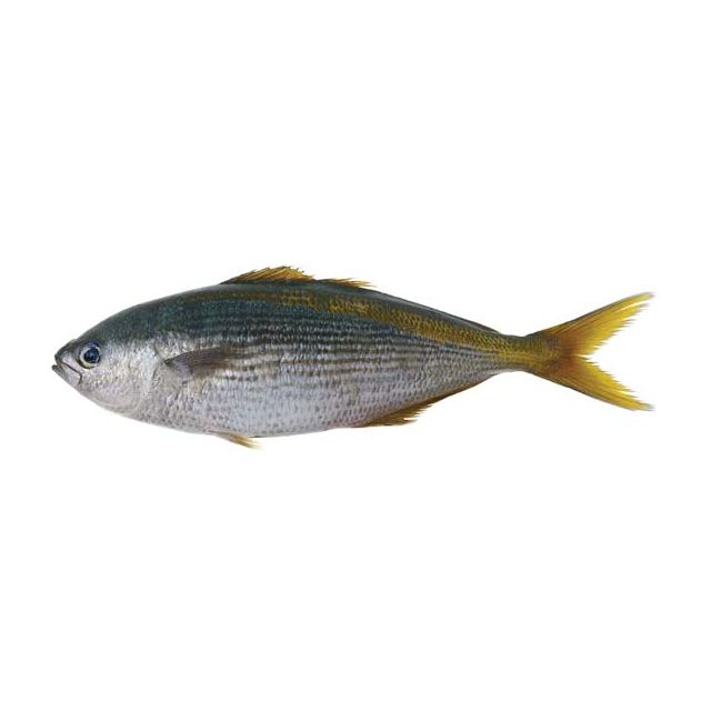 Butter Fish 2kg