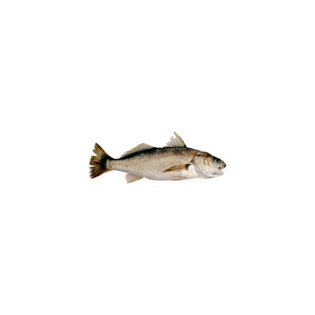 Dhotar-craoker fish 2kg
