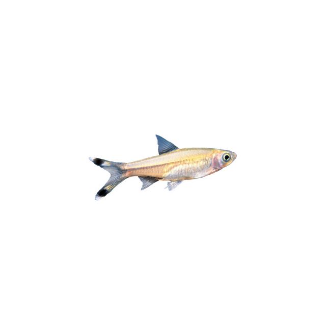 Rasbora /  Dandiya  Fish 2kg