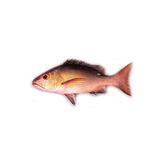 Red Sniper Heera Fish 2kg